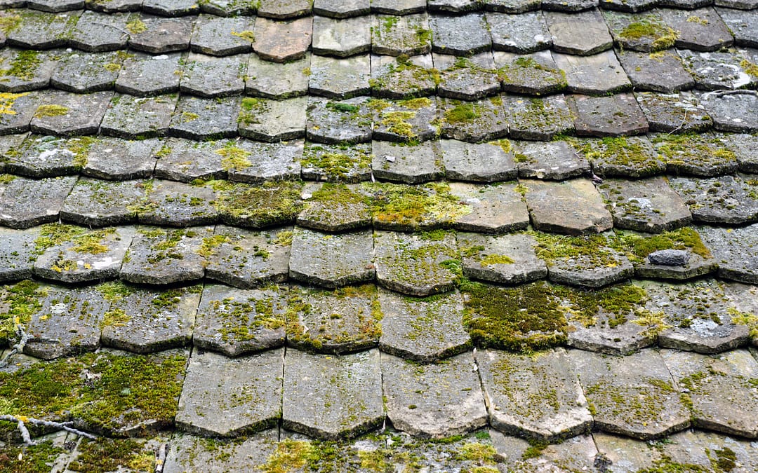 Efficient Strategies for Moss Removal in London’s Properties