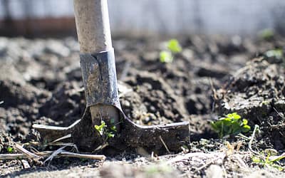 Blog 11 Transform Your Staffordshire Garden with Unique Native Plant Landscaping