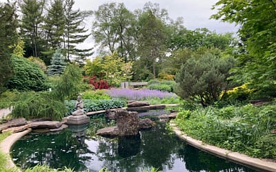 Blog 3 The Benefits of a Natural Pond in Your Garden