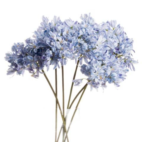 Light Blue Large Headed Agapanthus 20888 480x480 1