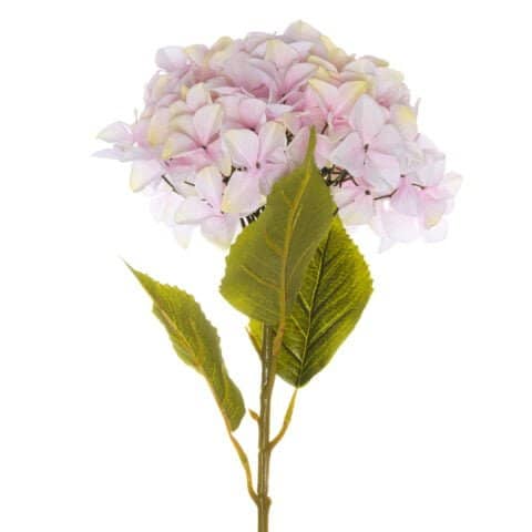 Giant Pink Hydrangea 21069 480x480 1