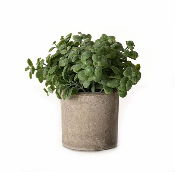 Basil Plant In Stone Effect Pot 22096