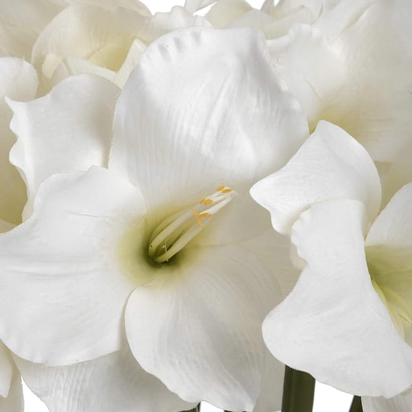 Classic White Amaryllis Flower 17624 d