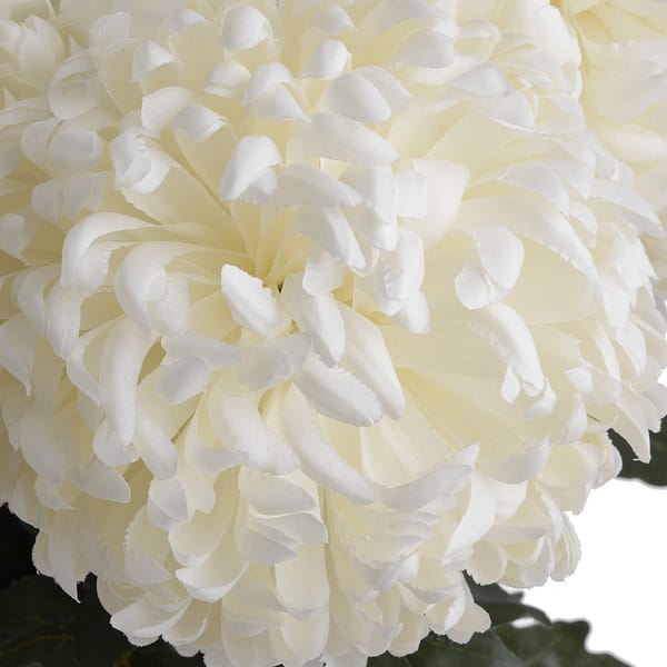 Large White Chrysanthemum 18964 d