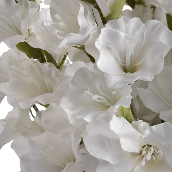 White Gladioli 18965 d