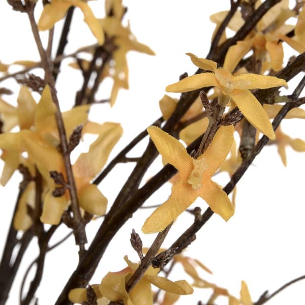 Forsythia 19057 d