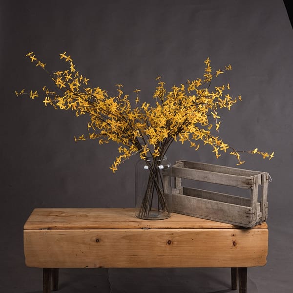 Forsythia 19057