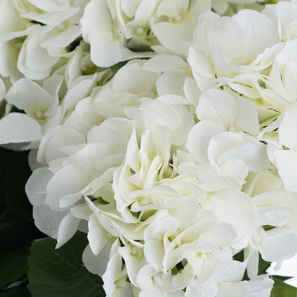 White Hydrangea Bouquet 19064 d