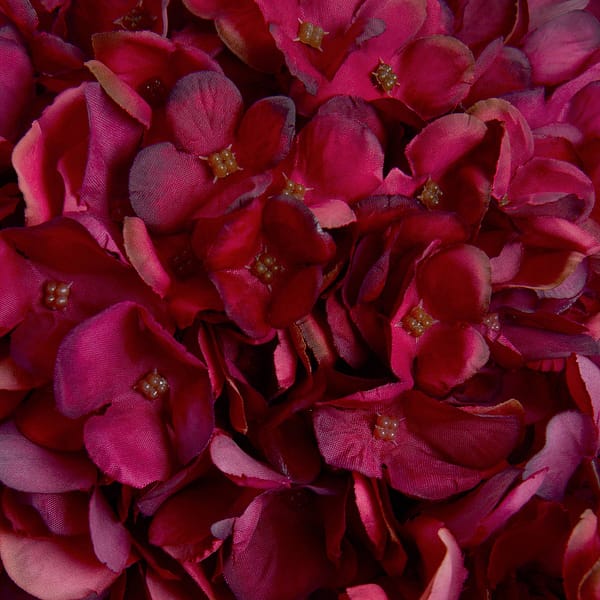 Autumn Ruby Hydrangea 19067 d