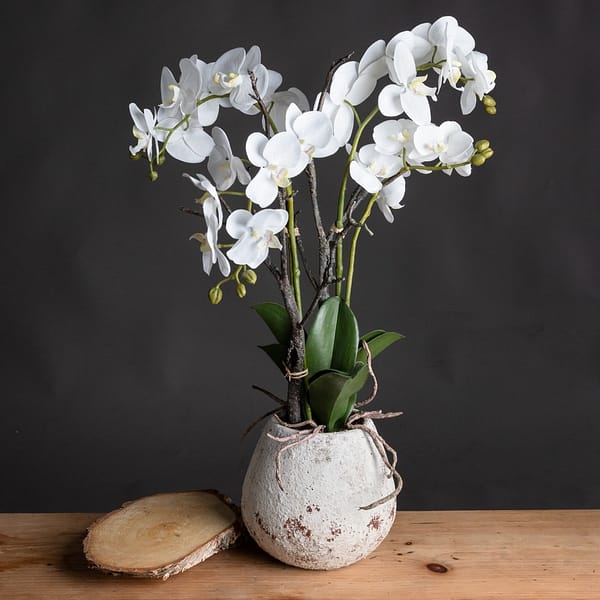 White Orchid In Stone Pot 19956