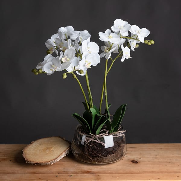 White Orchid In Glass Pot 19957