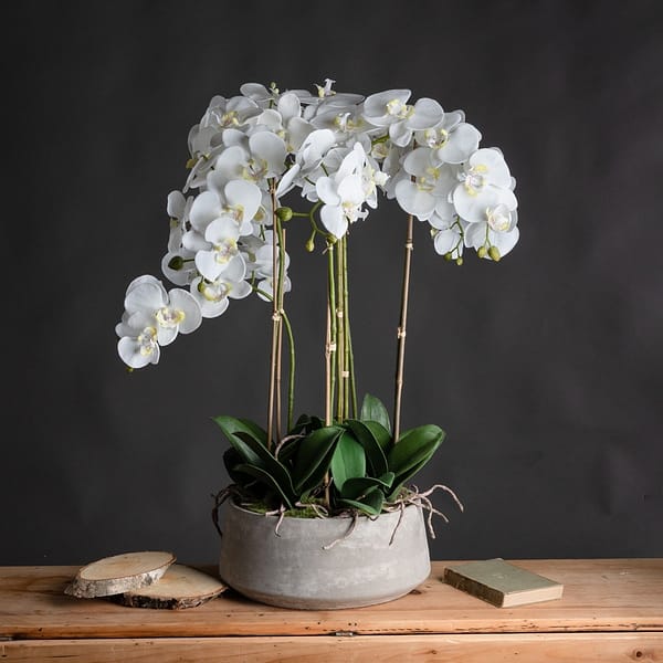 Large White Orchid In Stone Pot 19960