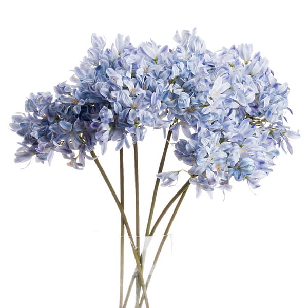 Light Blue Large Headed Agapanthus 20888