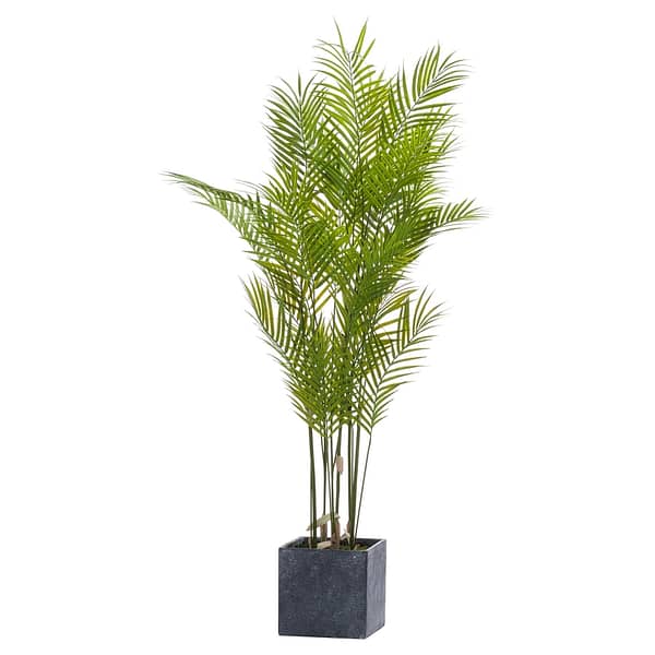 Large Paradise Potted Palm 21239