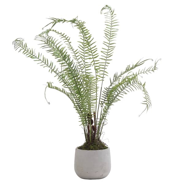 Boston Large Potted Fern 21242