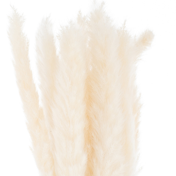 Mini White Pampas Grass Bunch Of 15 21695