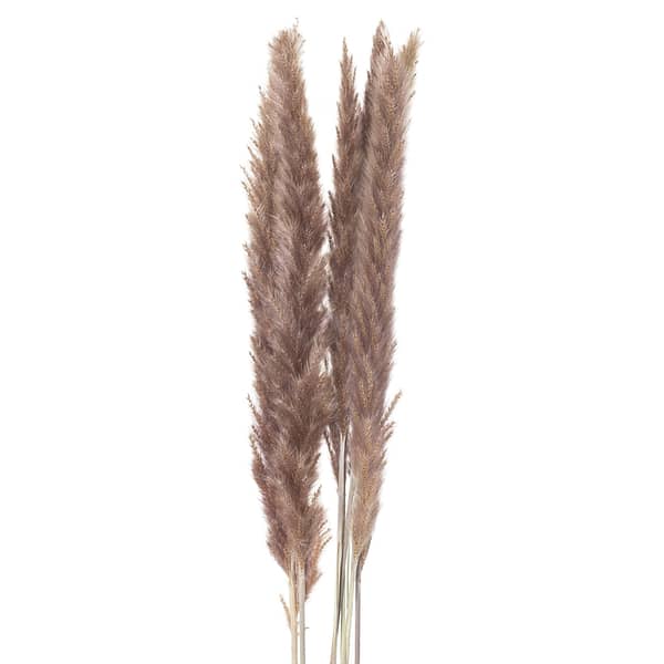 Mini Natural Pampas Grass Bunch of 15 21704