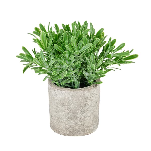 Buxus Plant In Stone Effect Pot 22095