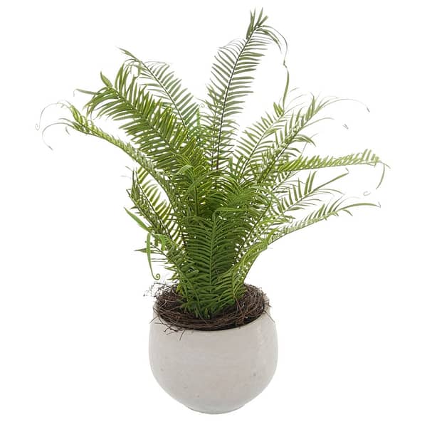 Potted Large Boston Fern 22212