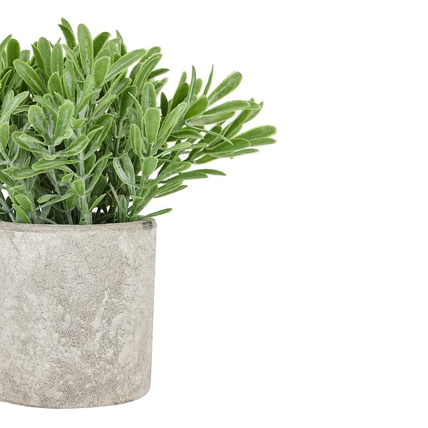 Buxus Plant In Stone Effect Pot 22095 a