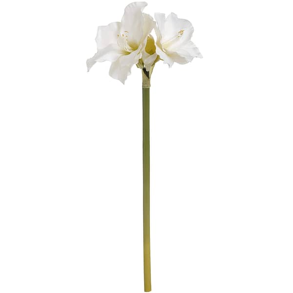 Classic White Amaryllis Flower 17624 c