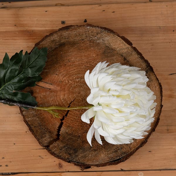 Large White Chrysanthemum 18964 a