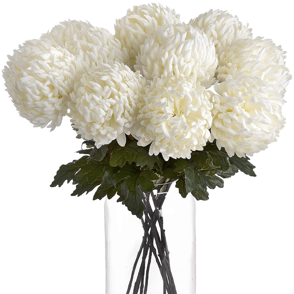 Large White Chrysanthemum 18964 b 1