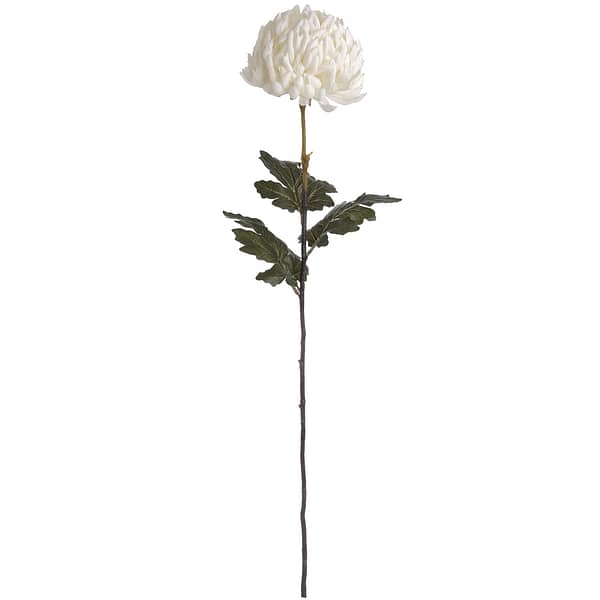 Large White Chrysanthemum 18964 c