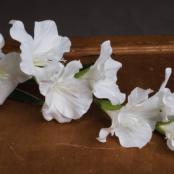 White Gladioli 18965 b