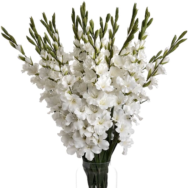 White Gladioli 18965 c