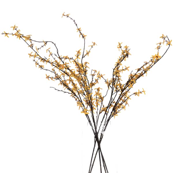 Forsythia 19057 c