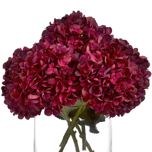 Autumn Ruby Hydrangea 19067 c