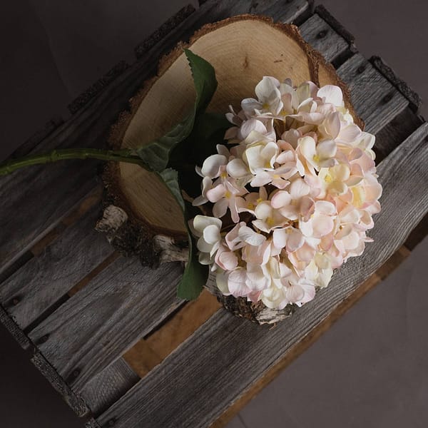 Autumn White Hydrangea 19068 a