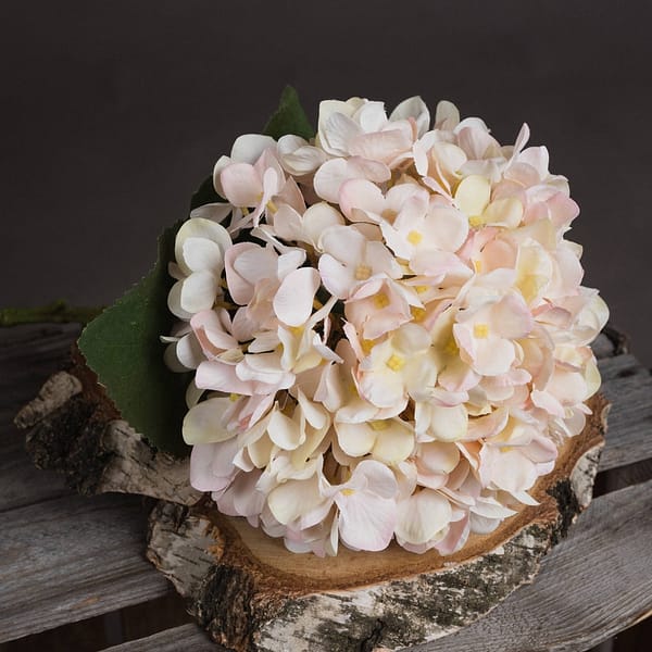 Autumn White Hydrangea 19068 b 1