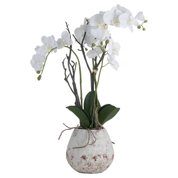 White Orchid In Stone Pot 19956 a 1