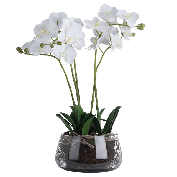 White Orchid In Glass Pot 19957 a