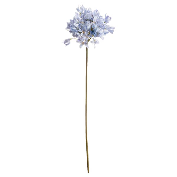 Light Blue Large Headed Agapanthus 20888 a