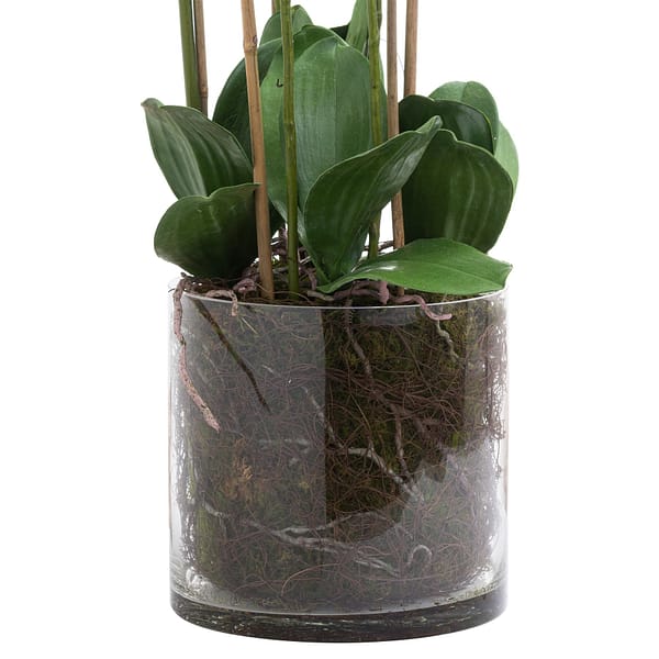 Large White Tall Orchid In Glass Pot 21228 b 1