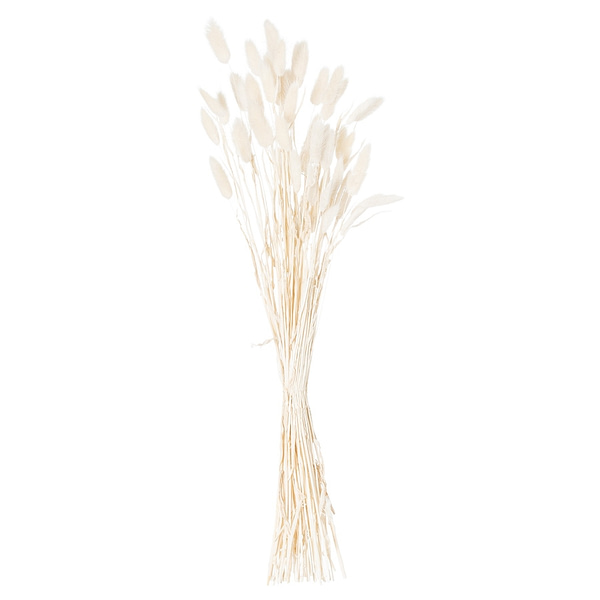 Dried White Bunny Tail Bunch Of 60 21690 a