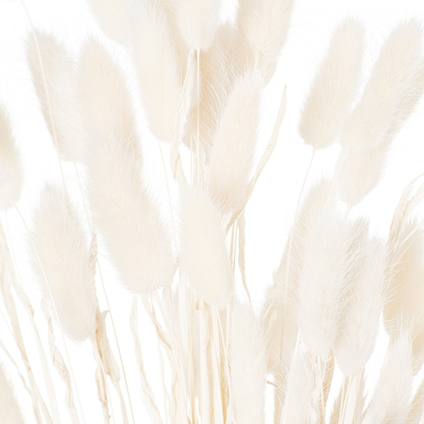 Dried White Bunny Tail Bunch Of 60 21690 b