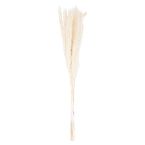 Mini White Pampas Grass Bunch Of 15 21695 a