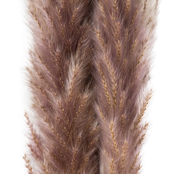 Mini Natural Pampas Grass Bunch of 15 21704 b