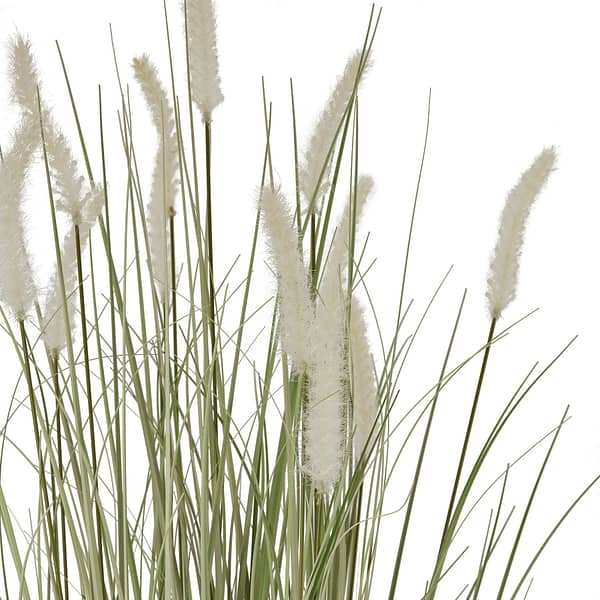 Large Bunny Tail Grass 22617 a