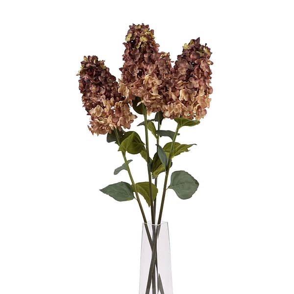 Burgundy Spear Hydrangea 22623 d