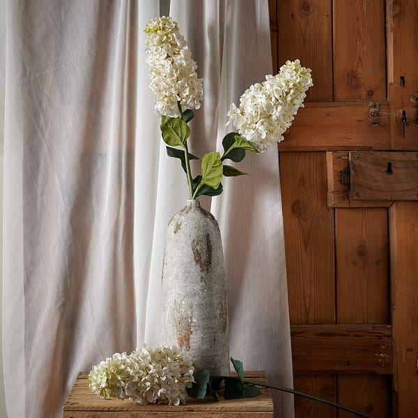 White Spear Hydrangea 22624 b