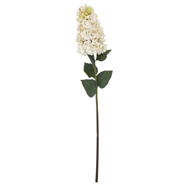 White Spear Hydrangea 22624 c