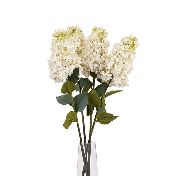 White Spear Hydrangea 22624 d