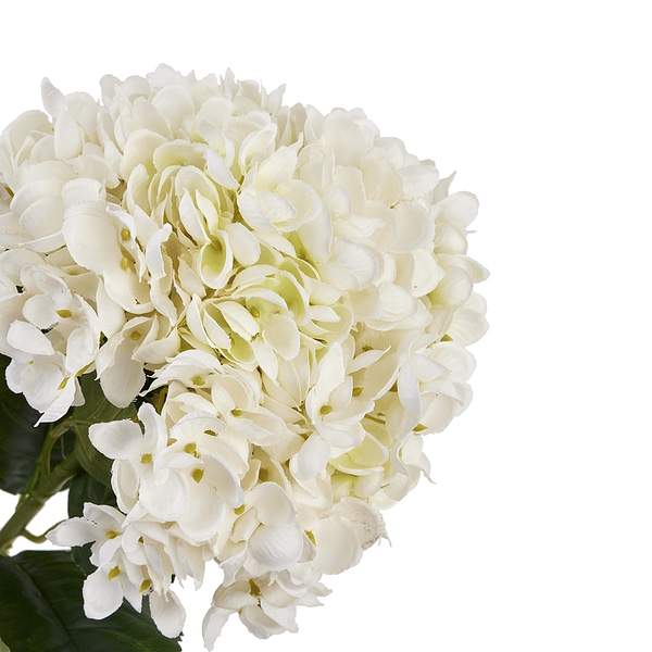 White Hydrangea Stem 22632 b