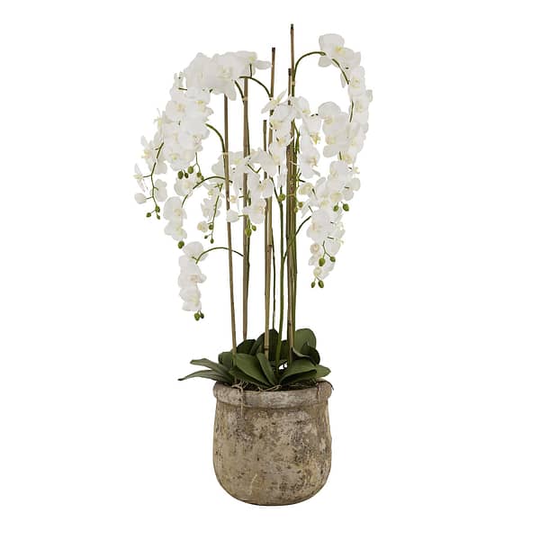 Large 5ft White Orchid In Antique Stone Pot 22641 1