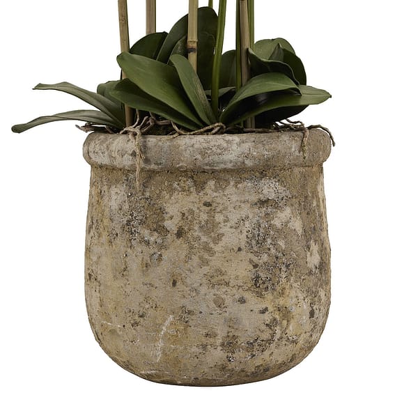 Large 5ft White Orchid In Antique Stone Pot 22641 b